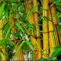 Bibit Pohon Bambu Kuning Mini Murah. 