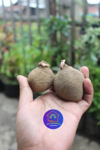 COD Paket umbi bunga dahlia jumbo siap tanam warna random tanaman hias oudoor berbunga cantik