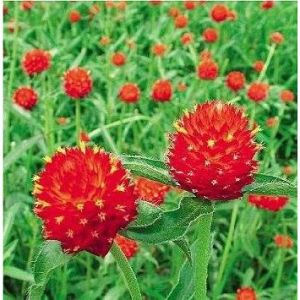 (Gói 100 Gram )Hạt Giống Hoa Bách Nhật Đỏ F1-Dễ Trồng Hoa Nở Đẹp Tặng kèm Hướng Dẫn Trồng