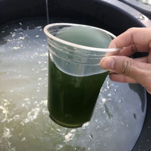 ชุดเพาะไฤ ไรฝั่ง น้ำเขียว รับประกันหัวแชูยิ่ง คอมมิชชั่นเร็ว เคียวสวย (ฟรีไข่ไฤ)