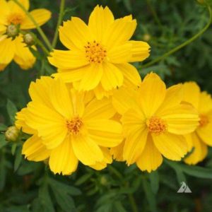 Hạt giống hoa cúc sao nhái vàng-gói 50gr-nãy mầm 100%-gieo trồng quanh năm