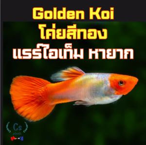 อาหารปลา เลี้ยงง่าย โตเร็ว โค่ยสีทอง แรร์ไอเท็ม หายาก