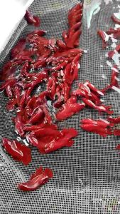 Betta Booster 40ml - The Best Grooming Product for Betta Fish/Ikan Laga ubat ikan laga guppy molly