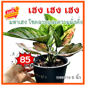 G8 ต้น เฮง เฮง เฮง หรือ มหาเฮง Aglaonema ต้นไม้มงคล ต้นไม้ฟอกอากาศ ปลูกแล้วจะมีโชค