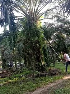 EGREK SUPER . AS MI . ORIGINAL LOKAL BERKUALITAS