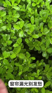 แพ็ค10คลิป Tirai MAGNET หัวใจแบบไม่ต้องใช้ตะปูแม่เหล็กสองด้านสำหรับการบล็อคไฟของตกแต่งบ้าน