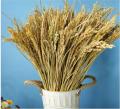 Bông lúa khô trang trí 1 bó 50 nhánh hạt lúa nguyên thủy GG123. 