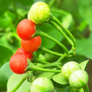 เมล็ดมะแว้งเครือ ๑๐๐ เมล็ด เก็บใหม่จากสวน ปราศจากสารเคมี