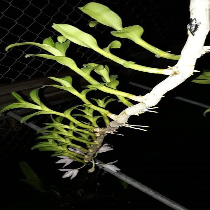 S%E1%BA%A3n%20ph%E1%BA%A9m%20Hoa%20lan%20(phi%20%C4%91i%E1%BB%87p)%20%C3%A1m%20c%E1%BB%95%20v%C4%83n%20giang%20-%20Image%203