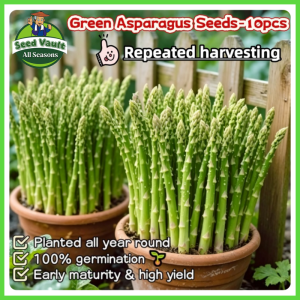 10pcs/pack High Yield Green Asparagus Seeds for Planting Vegetables Seeds for Gardening Bonsai Sweet Asparagus Seeds for Planting F1 Asparagus Seeds Buto Ng Gulay Organic Asparagus Seedlings Indoor Plants Balcony Asparagus Live Plant  Asparagus Planting