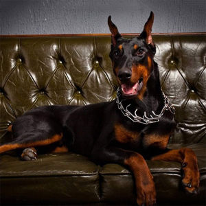 Kalung Rantai Anjing Stainless Kalung Rantai Kerah Pelatihan Anjing Bahan Logam Karet