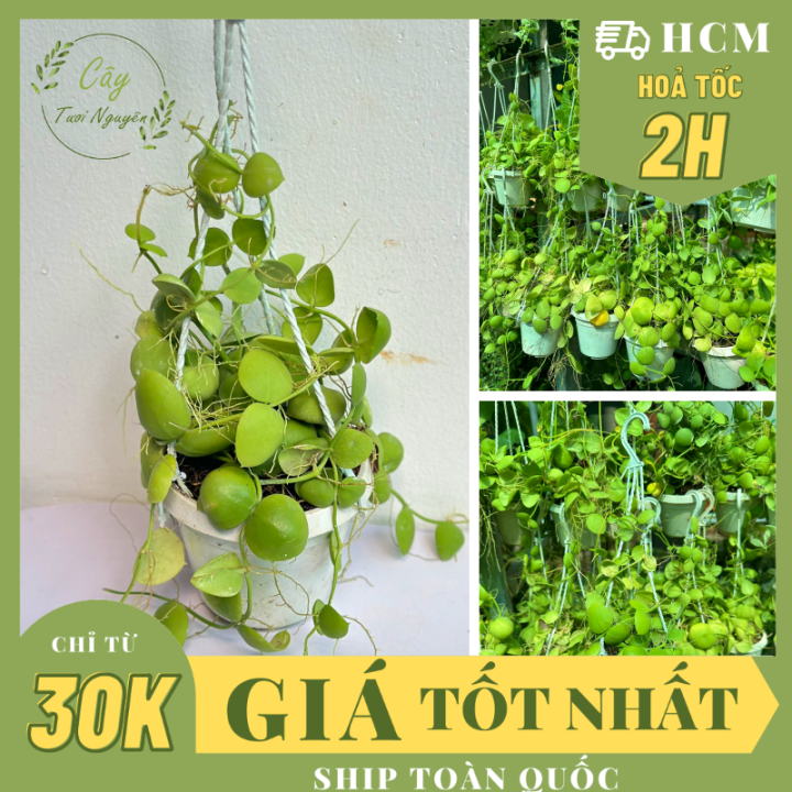 [CHẬU TREO] CÂY LAN VỎ SÒ ,(cao 5cm), cây cảnh Trong nhà, kiểng lá mini ...
