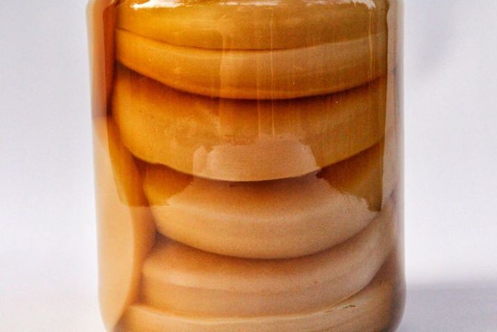 scoby kombucha, Scoby Kombucha , con giống làm trà kombucha, hay còn gọi là trà bất tử