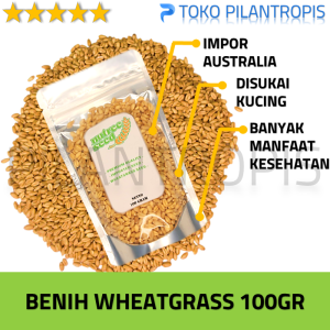 Benih Wheatgrass Kucing 100Gr Bibit Rumput Gandum Biji Cat Grass Microgreen Seed Biji Wheat Grass Impor Murah Berkualitas