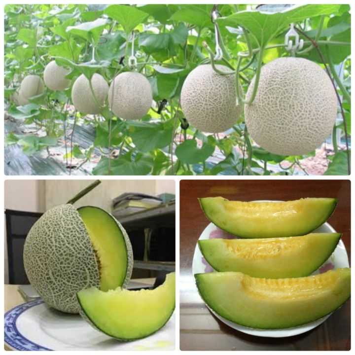 Hạt giống Dưa lưới ruột xanh trồng quanh năm, dễ chăm sóc, trái to ...