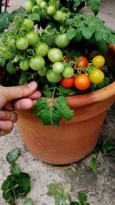 เมล็ดพันธุ์ผัก พร้อมส่ง ราคาถูก ปลูกง่าย ผักสลัด งอกดี เมล็ดผักหลากหลาย