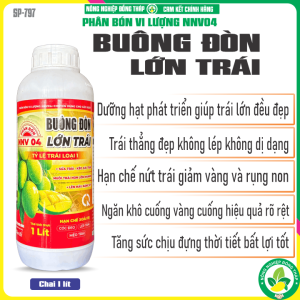 BUÔNG ĐÒN LỚN TRÁI – Sửa Trái Kéo Dài Trái Nuôi Trái Non Lớn Nhanh Lên Màu Nặng Ký – Hạn Chế Xoài Bị Cóc Đeo Lép Trái Méo Trái (Chai 1 Lít)