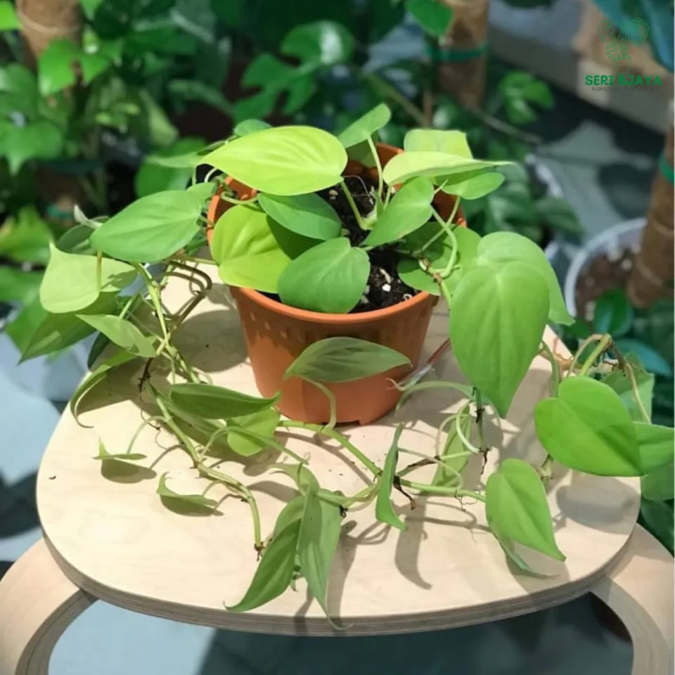 Philodendron Micans/Lemon Lime/Brasil /- Seri Bjaya Nursery | Lazada