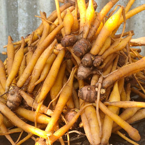 500gr Củ Ngãi Bún Châu Đốc Nguyên Liệu Không Thể Thiếu Để Nấu Bún Cá Bún Mắm Bún Num