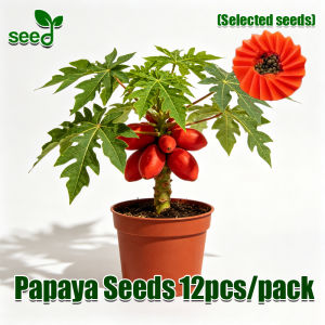 [Selected Seeds] 15pcs/pack Red Papaya Seeds Red Lady Dwarf Papaya Seeds for Planting Fruits Bonsai Papaya Plant Seeds for Garden Balcony Sweet Papaya Potted Fruit Seeds Real Plants Red Lady F1 Papaya Seeds Fruit Bearing Tree Seedlings Fast Growing Seeds