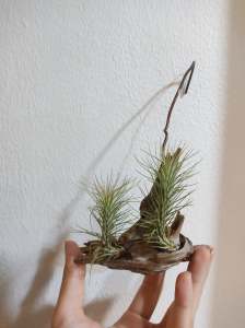 Tillandsia Funkiana  / 空气凤梨- 狐狸尾巴 / 空气草-狐狸尾巴