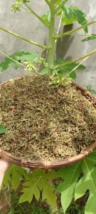 Hoa đu đủ đực khô 500gram
