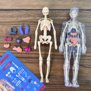 Science Human Body Anatomy human torso model Biological Human Body Structure Organ Anatomy Detachable Assembly 3D Toys