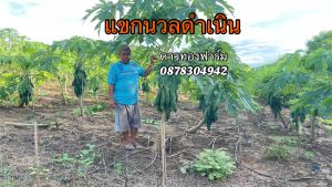 เมล็ดพันธุ์ มะละกอแขกนวลดำเนิน ขนาด 100 กรัม ประมาณ 5000-6000เมล็ด