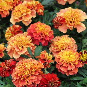 French Marigold Strawberry Blonde Flower 30 Seeds Rare Award Winning Beginner Friendly Easy Grow