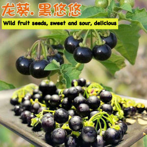 Wild okra seeds mini black berry seeds野生龙葵种子迷你黑色浆果种子 black girl fruit acid sweet and juicy all season planted fruit potted seeds 黑色姑娘果 四季种植水果盆栽