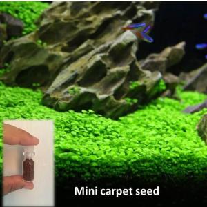 biji benih tanaman air mini carpet seed aquarium aquascape 3ml