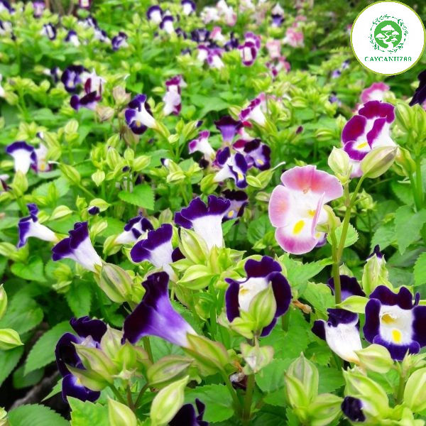 Cây hoa Phăng Xê - hoa bươm, tử la lan, hoa pensee, hoa pansy, hoa ...