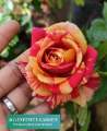 Rose Plant "Tricolor Fire Flash " ( Korean Rose ) With FREE plastic pot, garden soil  ( Real  and Lowest price ) Limited Stock Only AGs Infinity Shop. 