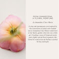 Chloé Atelier Des Fleurs Rosa Damascena Eau De Parfum For Women 50ml | Symbol of Love | Sparkling, Green, Honeyed Perfume. 