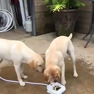 Automatic Pet Drinking Fountain: Outdoor Leakproof Design & Easy Operate Watering Supply