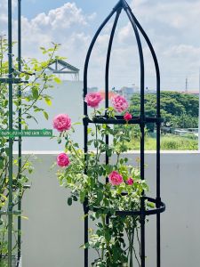 Khung trồng hoa hồng đường kính 40cm ống thép bọc nhựa phi 16 cứng cáp chắc chắn bền bỉ từ 5 năm