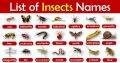 Laminated Insects Chart for Kids, Learners and Educators, Colorful Insects Chart. 