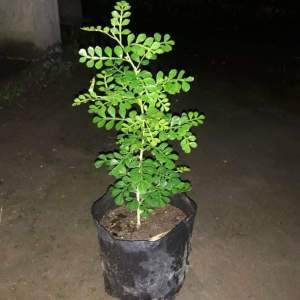 pohon tanaman bonsai KAWISTA