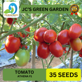 VALUE PACK (30 SEEDS) TOMATO SEEDS - ATHENA F1/FOR PLANTING/EASY TO GROW