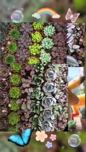 Succulents 3pots 6 inch pot each comes in random colour/design.