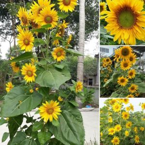 Hạt Giống Hoa Hướng Dương Tháp Siêu Bông- 30 hat/gói