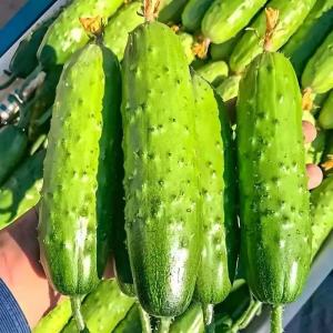 ไม่มีการปีนขึ้นไปบน ที่เต็มไปด้วยไม้ และแตงกวา ที่ระเบียงระเบียง และแตงกวากะหล่ำปลีเมล็ดพืชผัก