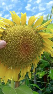 Giant Sunflower/ Biji Benih Bunga Matahari Besar