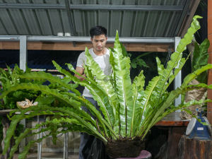 เฟิร์นข้าหลวงต้นเฟินข้าหลวงไม้มงคล ไม้ประดับ