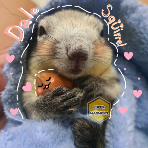 [ยาวพิเศษ 2 เมตร] สายจูง สายรัดอก สร้อยคอ สัตว์เล็ก กระรอก กระแต ชูก้าไกรเดอร์ แฮมสเตอร์