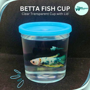 Fish Betta Cup Fighting Clear with Lid Transparent 1pc
