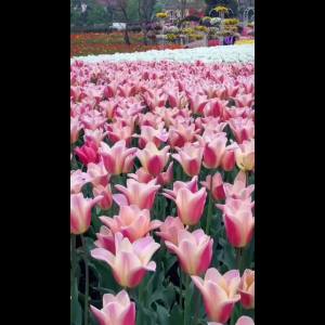 【包对版】多年生郁金香花苗大种球带芽地栽水培室外耐寒量大批发