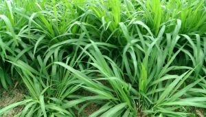 Hạt giống cỏ Ruzi - Cỏ xả chịu bóng râm giẫm đạp dùng chăn nuôi trâu bò dê...