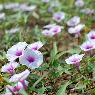 เมล็ดพันธุ์ผักบุ้งแดง 50 เมล็ด ราคาถูก ปลูกง่าย