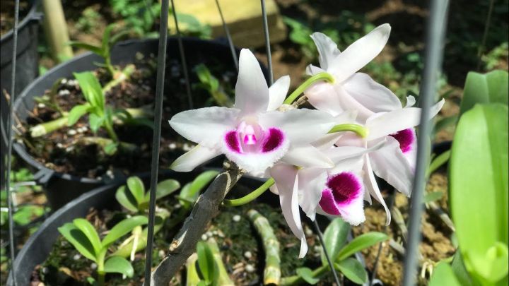 LAN PHI ĐIỆP 5 CÁNH TRẮNG ÁM MẮT TRÂU LƯNG XANH PHÚ THỌ - HOA CỰC ĐẸP, CỰC HIẾM - HÀNG GIEO HẠT